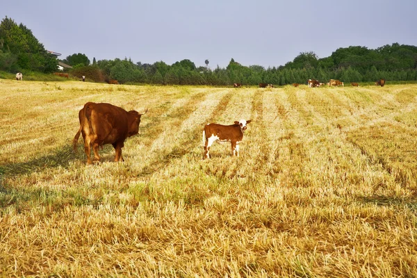 De zwaarlijvige koe met kalf — Stockfoto