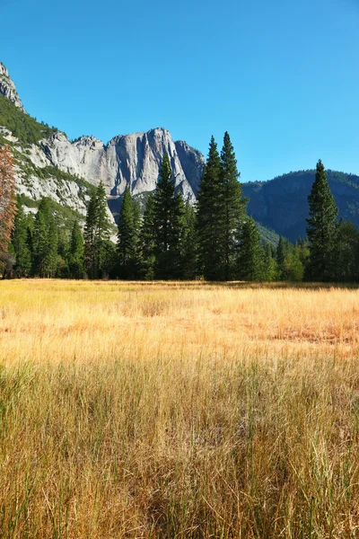 Gęsta trawa w Parku Narodowym w Kalifornii. — Zdjęcie stockowe