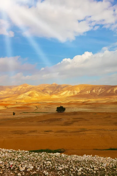 在 12 月的沙漠西奈 — 图库照片