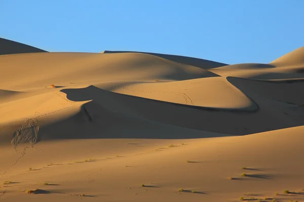 Ślady zwierząt na piasku — Zdjęcie stockowe