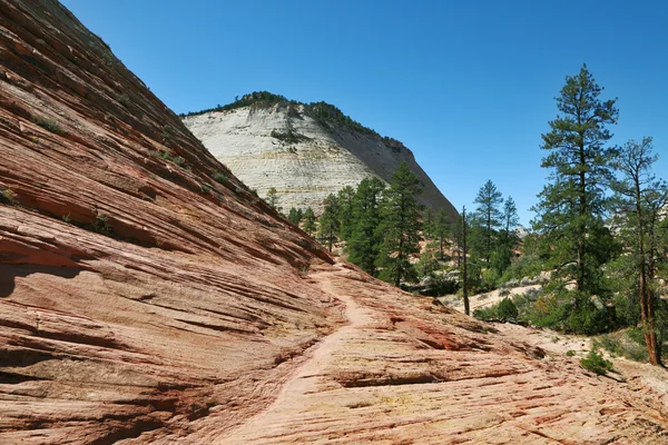 Il parco nazionale di Zion a basso pino negli Stati Uniti — Foto Stock