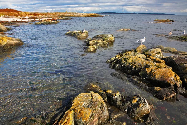 Чайки сидят на прибрежных камнях — стоковое фото