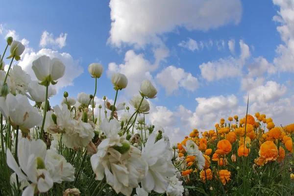 Ciemny niebieski niebo i chmury nad białe i pomarańczowe kwiaty, — Zdjęcie stockowe