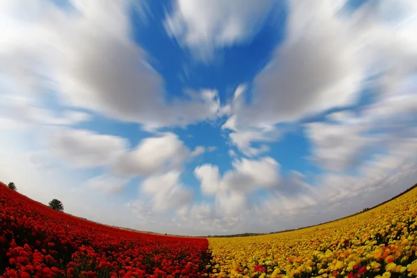 De boterbloemen en de wolken, gefotografeerd door een lens "fish eye" — Stockfoto