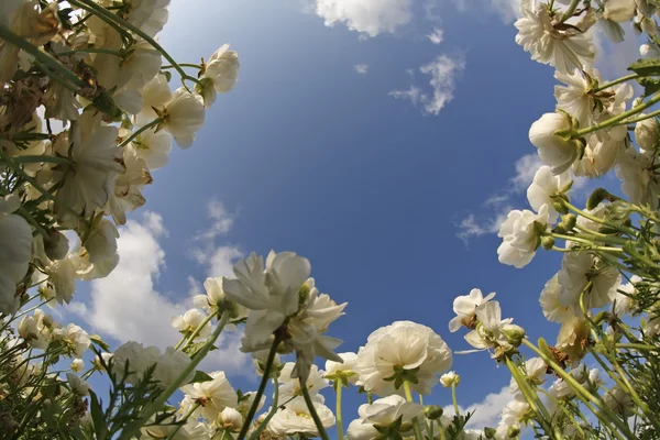 stock image The field of blossoming flowers