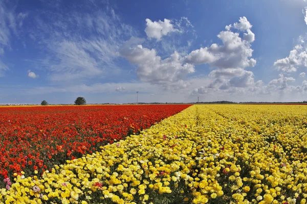 El día de primavera en los campos de flores — Foto de Stock