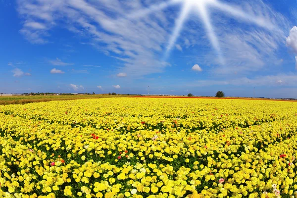 Solar spring day in fields buttercups — Stock Photo, Image