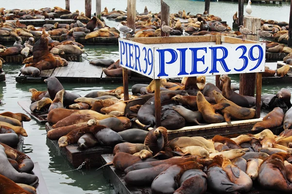 The Pier 39 with sea lions. — Stock Photo, Image
