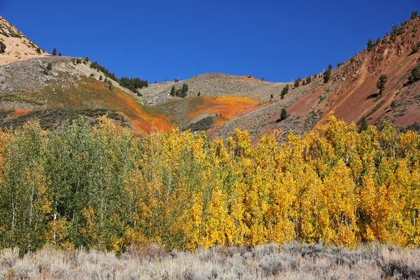 壮大な色とりどりの秋 — ストック写真