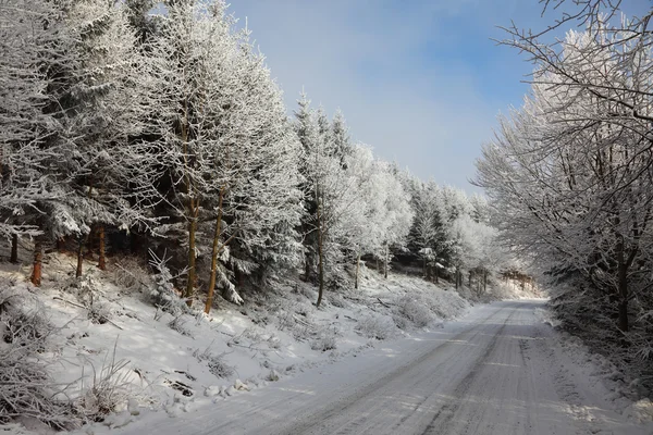 Деревья и снег — стоковое фото