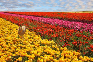 A ladies' straw hat left on the field clipart