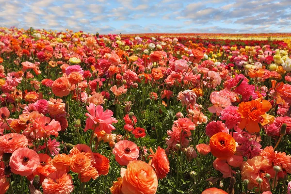 Fältet av blommande smörblommor — Stockfoto