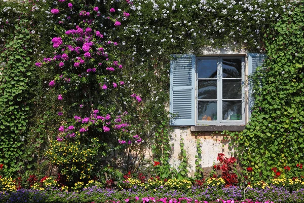 Wall and window, overgrown with flowers — Stock Photo, Image