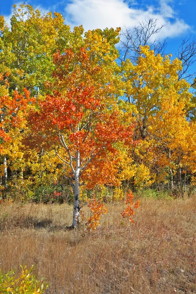 Mellow autumn. Autumn trees with orange foliage — Stock Photo, Image