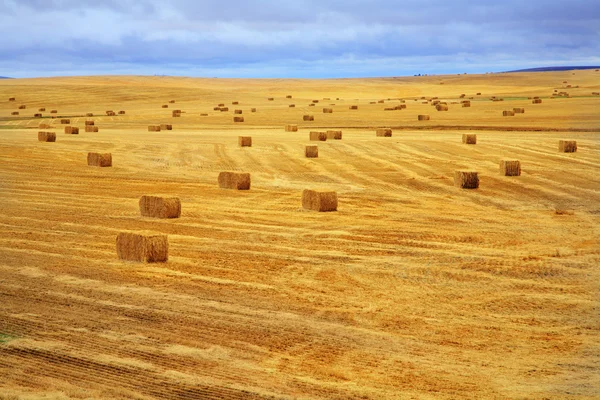 Os campos depois de uma colheita e pilhas — Fotografia de Stock