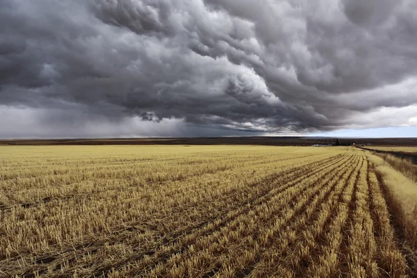 천둥 폭풍입니다. 수확 후 필드 — 스톡 사진
