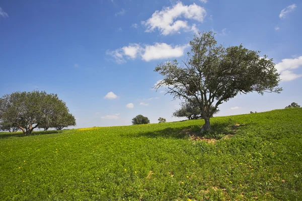 La hierba, las manzanillas y los árboles — Foto de Stock