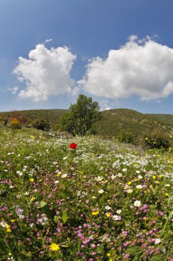 dağlık manzara. Bahar