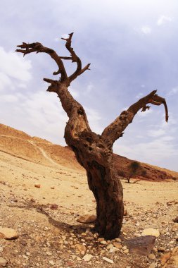 kaprisli formunun kuru ağaç