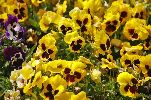 As flores de campo "pálidas " — Fotografia de Stock