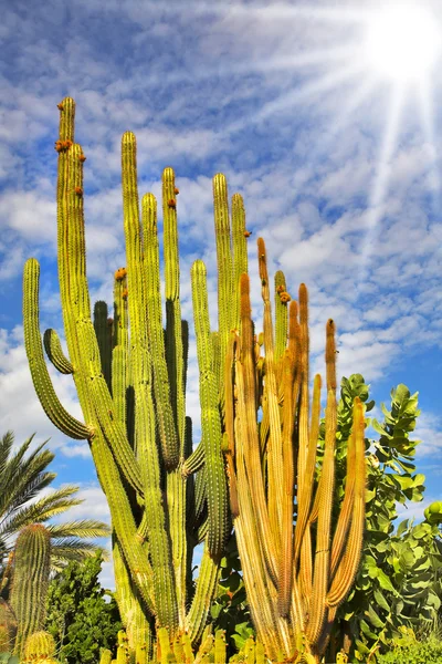 Cactuses and bushes. — Stock Photo, Image