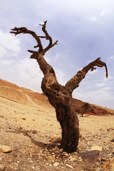 Dry tree of the freakish form — Stock Photo, Image