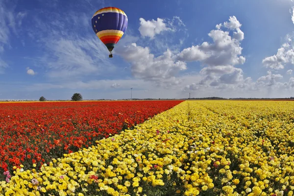 如诗如画的彩色的气球 — 图库照片