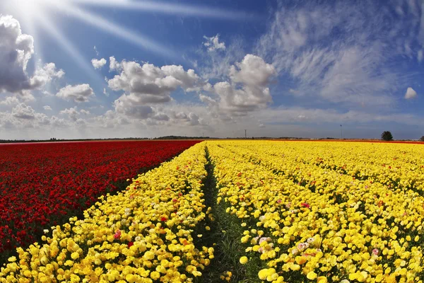 Zonnedag in velden bloemen — Stockfoto