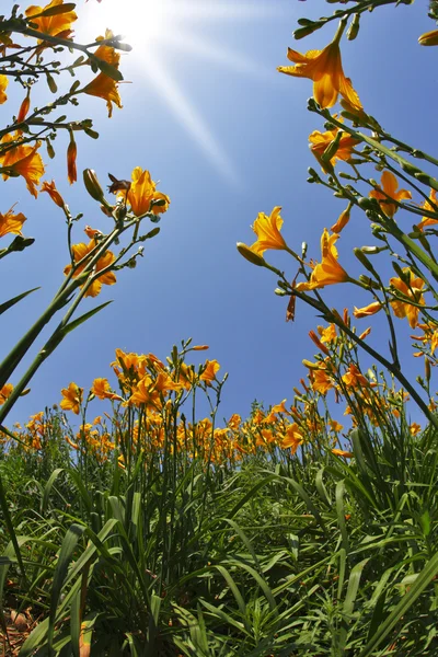 A primavera no parque sulista — Fotografia de Stock