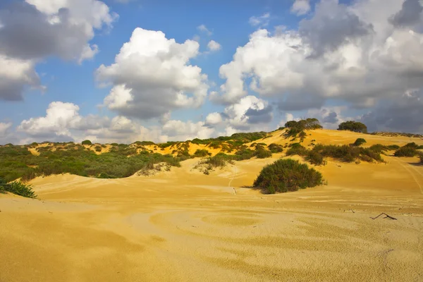 Sanddyner omfattas av buskar — Stockfoto