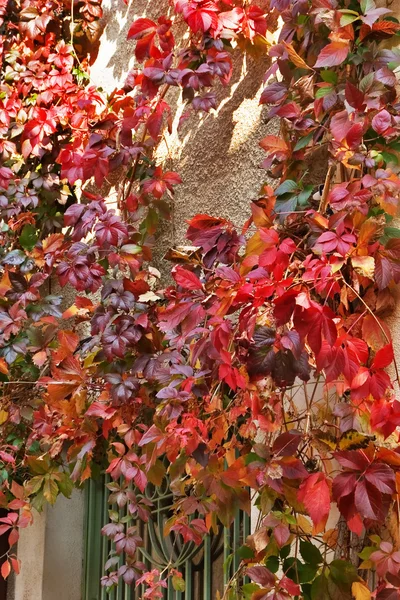 Red leaves — Stock Photo, Image