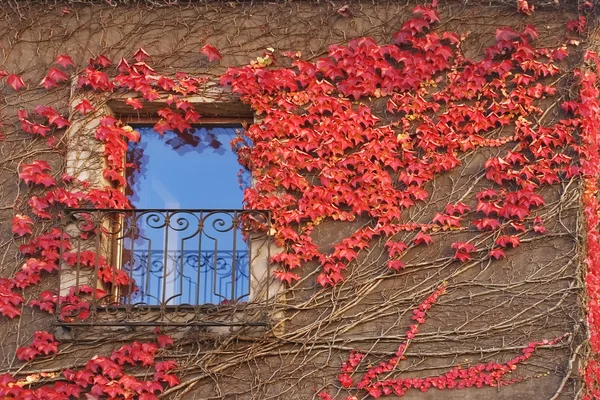 Red ivy. — Stock Photo, Image