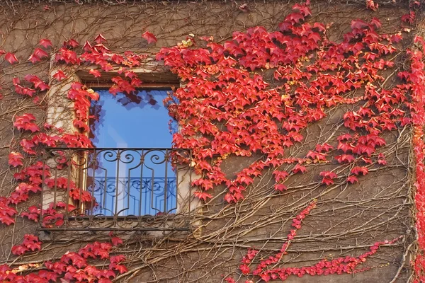 ROT IVY. — Stockfoto