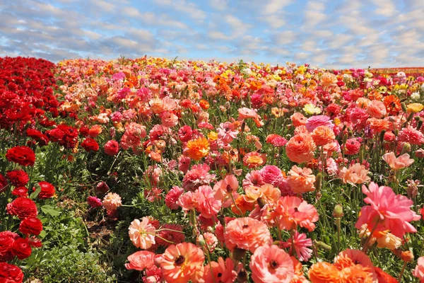 Turuncu ve kırmızı düğünçiçekleri — Stok fotoğraf