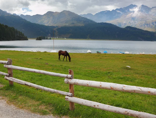 Rural hek langs de oever van het meer — Stockfoto