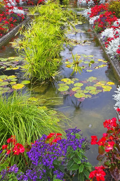 Blumen im Wasser. — Stockfoto