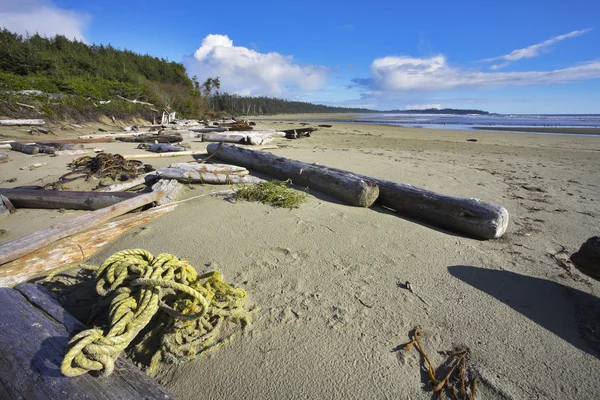 Coast on island Vancouver, logs, seaweed and dry trees — Stock Photo, Image