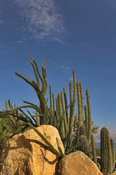 Cactus et pierres . — Photo