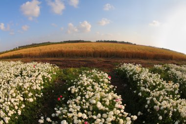 balık gözü beyaz çiçek açması düğünçiçekleri bir lens tarafından