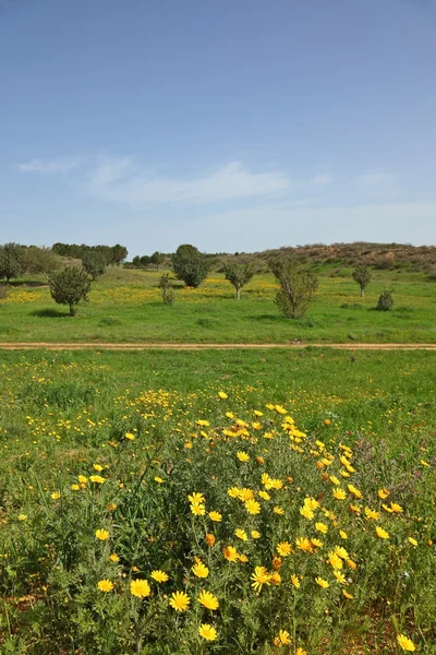 El sendero cruza un prado — Foto de Stock