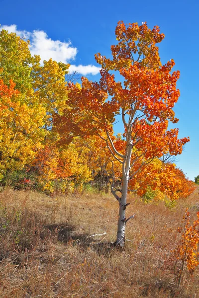 Picturesque autumn trees with yellow foliage — Stock Photo, Image