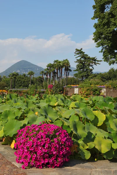 En trädgård på Lago maggiore — Stockfoto