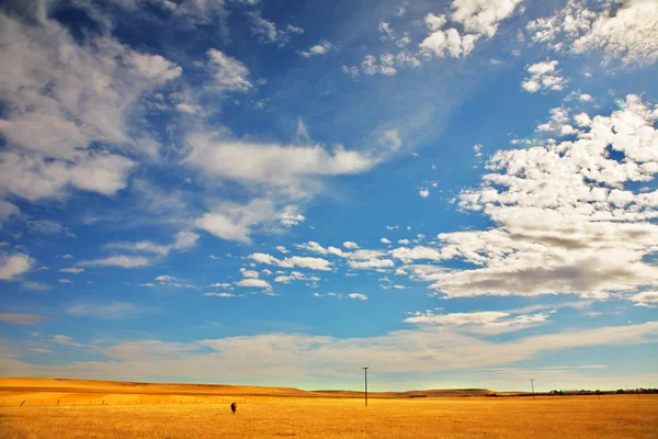 The steppe — Stock Photo, Image