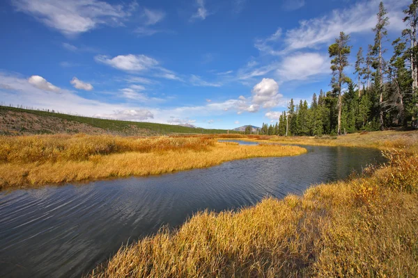 The stream in park Yellowstone — Stock Photo, Image