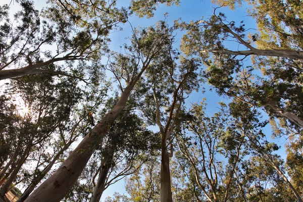 Gli alberi su uno sfondo del cielo — Foto Stock
