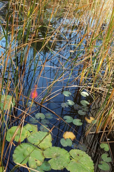 Encantadores lirios se reflejan en un estanque — Foto de Stock