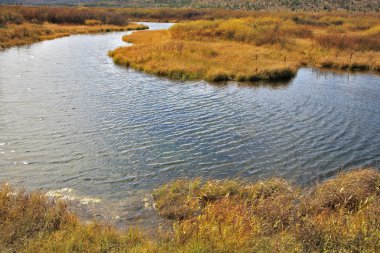 sessiz sonbahar günü - sarı çim ve bir dere Yellowstone