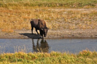 bizonlar sulama yere Yellowstone gidin.