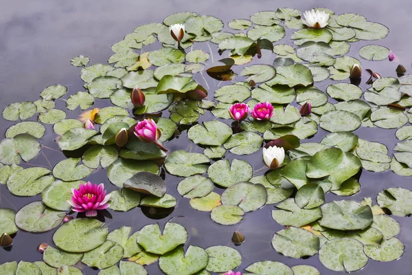 Vitt och rosa liljor i madrid park — Stockfoto