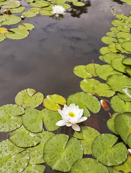 Ein Teich mit einer blühenden weißen Lilie im Frühling — Stockfoto